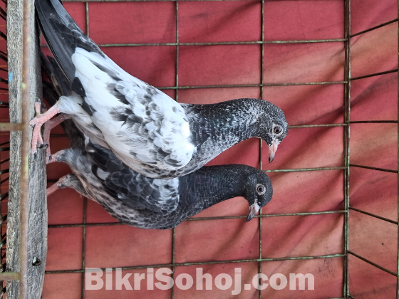 পাকিস্তানি কাসুরি বেবি